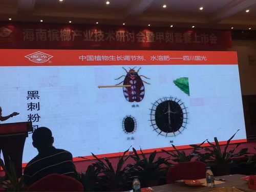 創(chuàng)新驅(qū)動(dòng)，合作共贏 2018檳榔產(chǎn)業(yè)技術(shù)研討交流會(huì)之軟件開發(fā)篇